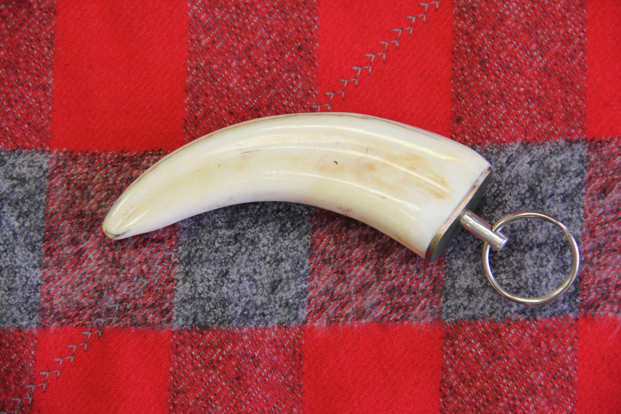 Warthog Ivory Tusk Keychain - Large 3”+