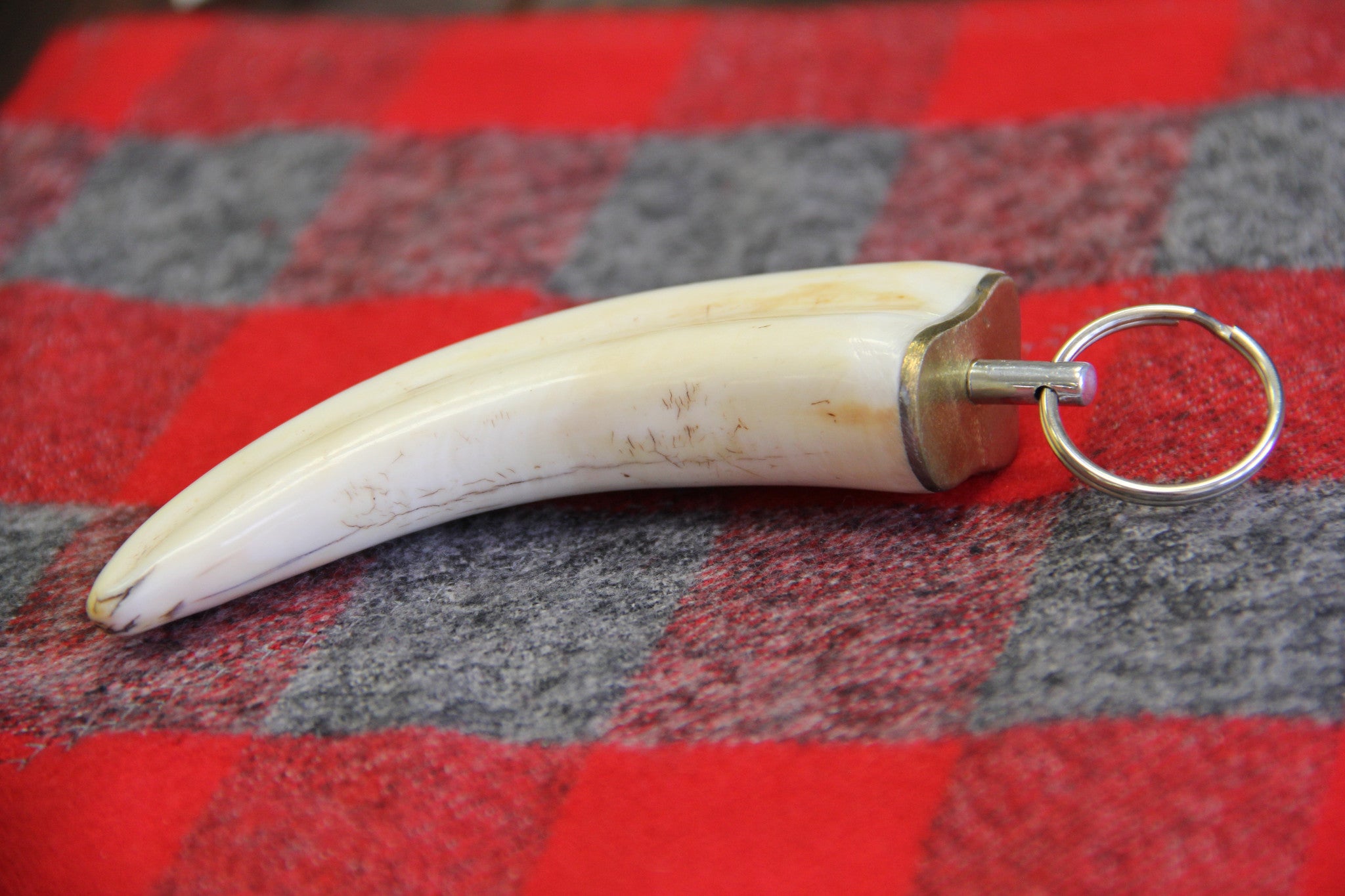 Warthog Ivory Tusk Keychain - Large 3”+